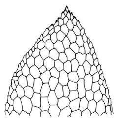 Fissidens hylogenes, leaf apex. Drawn from J.E. Beever 86-83, AK 291817.
 Image: R.C. Wagstaff © Landcare Research 2014 